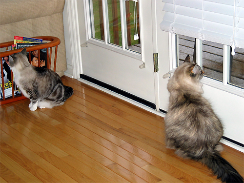 cats_snow.jpg